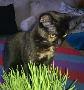 kattungen Iris